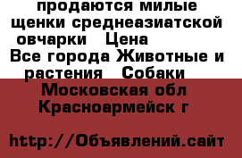 продаются милые щенки среднеазиатской овчарки › Цена ­ 30 000 - Все города Животные и растения » Собаки   . Московская обл.,Красноармейск г.